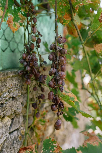 Séchage de raisins sur la clôture dans le sud de l'Europe — Photo