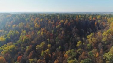 Sarı sonbahar orman 4k drone uçuş Sigulda şehir Letonya
