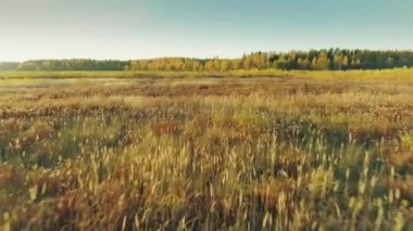 Sarı sonbahar orman 4k drone uçuş Sigulda şehir Letonya