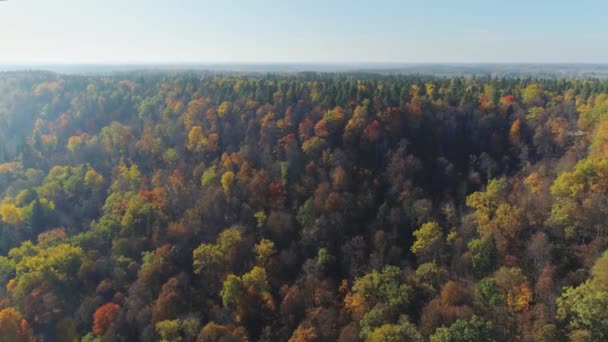 Κίτρινο φθινόπωρο δάσος 4k πτήση drone στη Λετονία πόλη Sigulda — Αρχείο Βίντεο