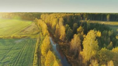 Sarı sonbahar orman 4k drone uçuş Sigulda şehir Letonya