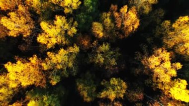 Sarı sonbahar alan orman sarı orman şehrin Sigulda, alanları ve orman, nehir, sonbahar, şaşırtıcı doğa, köprü ve yollar