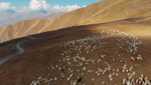 A flock of sheep grazing in the mountains 4K Drone — Stock Video