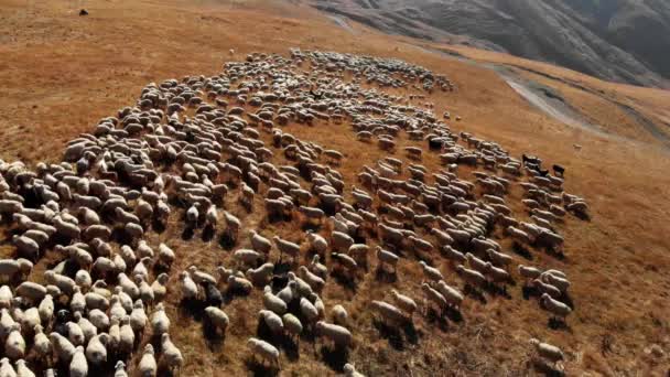 Ένα κοπάδι πρόβατα που βόσκουν στα βουνά 4k κηφήνας — Αρχείο Βίντεο