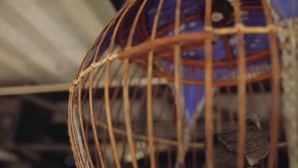 Vogel in een houten kooi in de buurt van het huis op straat — Stockvideo