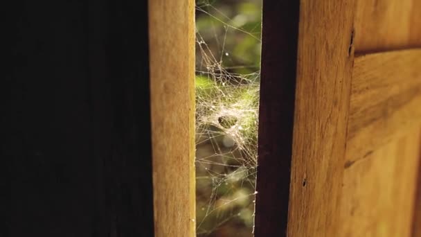 Spider Web i solen strålar träfönster — Stockvideo