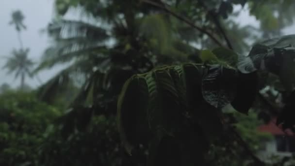 Storm en regen in tropisch Azië wind shakes palmen — Stockvideo