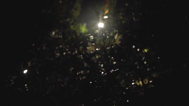 Chuva tropical à noite Tempestade e chuva na Ásia Tropical Vento — Vídeo de Stock