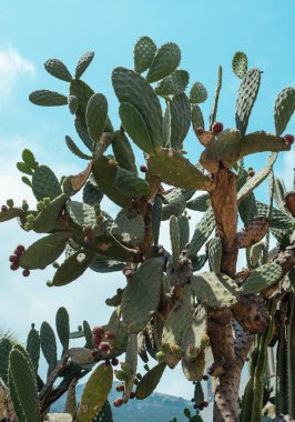 Karıncalanma, Güney Fransa'da bir evin avlusunda ile yeşil kaktüs