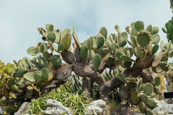 Grüner Kaktus mit Stacheln im Hof eines Hauses in Südfrankreich — Stockfoto