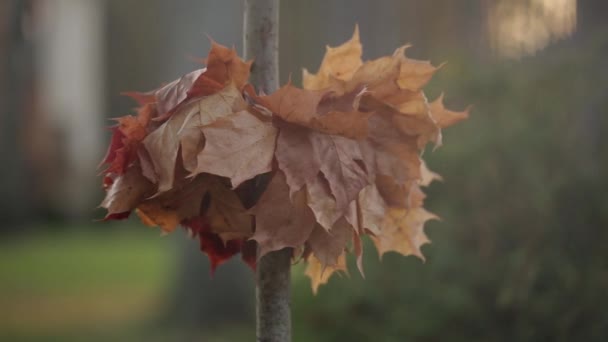 Maple bladeren op een houten tak als decor in rode herfst tijd — Stockvideo