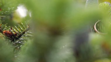 Diamon mücevher altın alyans çam veya köknar ağacı makro portre üzerinde ateş