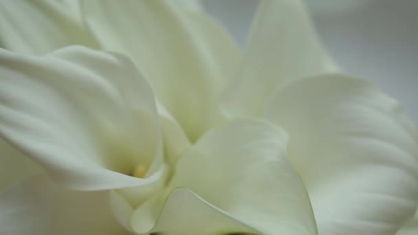 Décorations de mariage Bouquet de lys blancs sur la table — Video