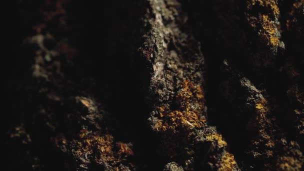 Gouden trouwringen op de boom macro close-up schieten diamon sieraden — Stockvideo