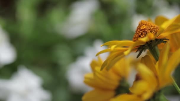 Amarelo flores margarida close up buquê para o feriado — Vídeo de Stock