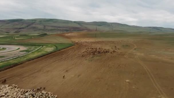 Drohnen-Zeitraffer einer Schafherde, die in den Bergen weidet 4k 25fps — Stockvideo