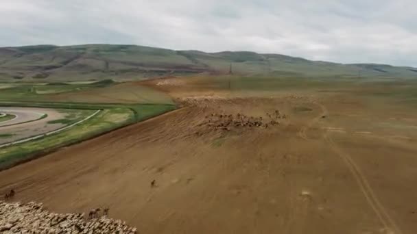 Drohnen-Zeitraffer einer Schafherde, die in den Bergen weidet 4k 50fps — Stockvideo