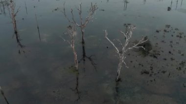 Kamboçya 'da eski Angkor Wat Tapınağı' nın yakınındaki eski ağaçların olduğu göl. Gündoğumu hava aracı 4k.