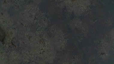Kamboçya 'da eski Angkor Wat Tapınağı' nın yakınındaki eski ağaçların olduğu göl. Gündoğumu hava aracı 4k.