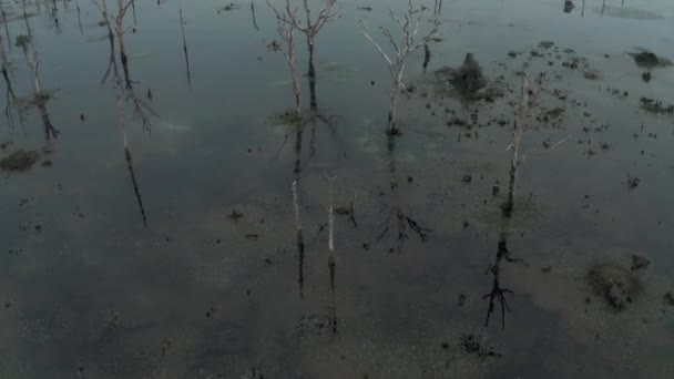 고대 앙코르와 트 사원 근처에 있는 캄보디아에서 오래 된 나무들 이 물 밖으로 나와 있는 호수 4K 일출 드론 4K 를 파괴 — 비디오