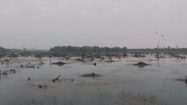 Kamboçya 'da eski Angkor Wat Tapınağı' nın yakınındaki eski ağaçların olduğu göl. Gündoğumu hava aracı 4k.