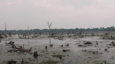 Kamboçya 'da eski Angkor Wat Tapınağı' nın yakınındaki eski ağaçların olduğu göl. Gündoğumu hava aracı 4k.
