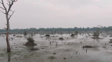 Kamboçya 'da eski Angkor Wat Tapınağı' nın yakınındaki eski ağaçların olduğu göl. Gündoğumu hava aracı 4k.