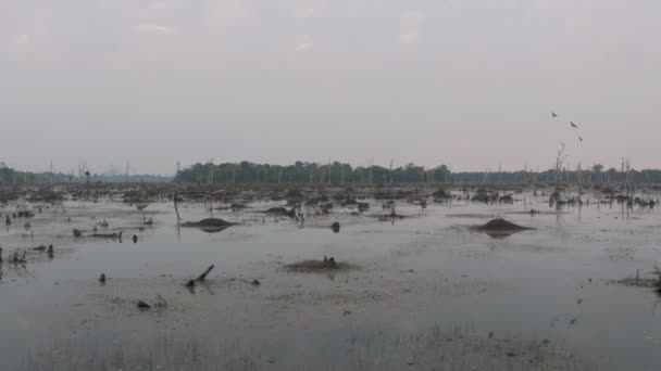 Jezioro ze starymi drzewami wystającymi z wody w Kambodży w pobliżu starożytnego Angkor Wat Temple Ruin Complex Sunrise drone 4k — Wideo stockowe