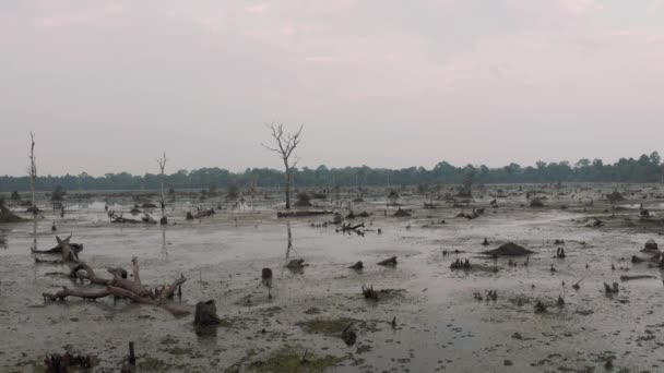 Jezioro ze starymi drzewami wystającymi z wody w Kambodży w pobliżu starożytnego Angkor Wat Temple Ruin Complex Sunrise drone 4k — Wideo stockowe