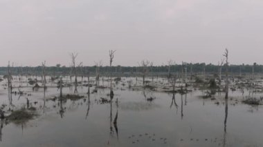 Kamboçya 'da eski Angkor Wat Tapınağı' nın yakınındaki eski ağaçların olduğu göl. Gündoğumu hava aracı 4k.