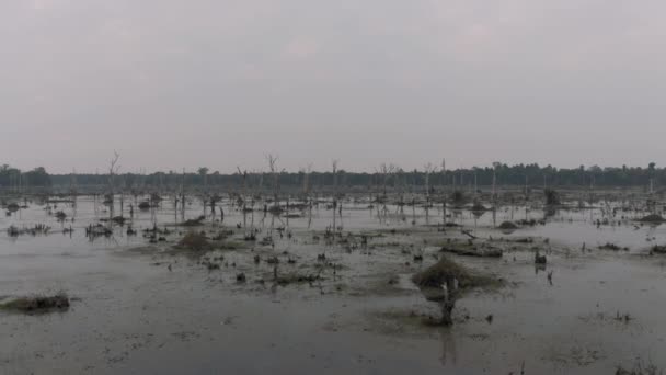 Lake met oude bomen steken uit het water in Cambodja in de buurt van het oude Angkor Wat Temple Ruin Complex zonsopgang drone 4k — Stockvideo