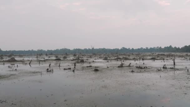 Sjön med gamla träd sticker upp ur vattnet i Kambodja nära gamla Angkor Wat Temple Ruin Complex soluppgång drönare 4k — Stockvideo