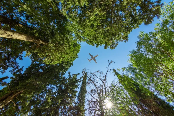 Ağaçların üzerinde uçak — Stok fotoğraf