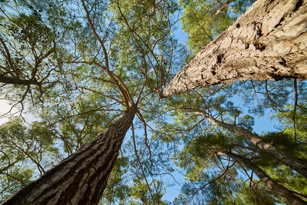 Alt Manzaralı Ormanda Çam Ağaçları — Stok fotoğraf