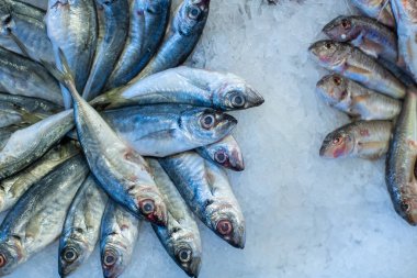 Balık pazarında buzlu deniz ürünleri.