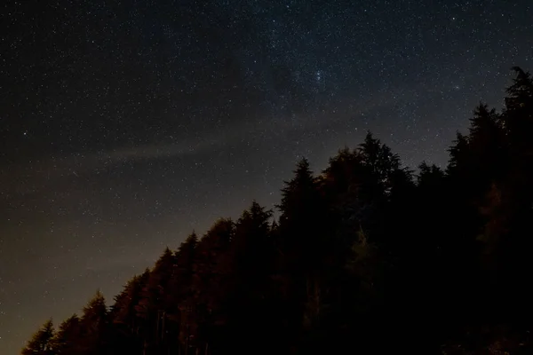 Sylwetka Lasu Przed Czystym Gwiaździstym Niebem Nocy — Zdjęcie stockowe