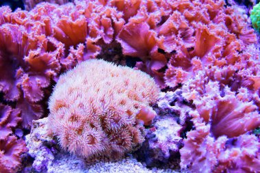 Deniz altında mercan