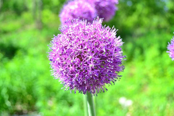 Fleur Violette Sur Fond Vert Flou Gros Plan — Photo