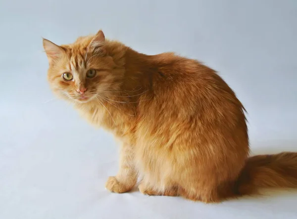 Frumoasă pisică roșie — Fotografie, imagine de stoc