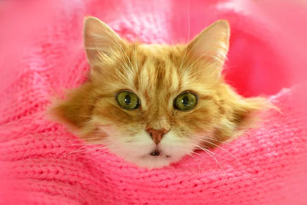Bastante gato rojo en bufanda . — Foto de Stock