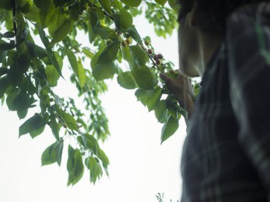 ağaçtan çilek toplama birinin elini yukarıya kapatmak