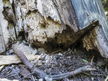 kabuk böcekleri bahçede ağaç yedim