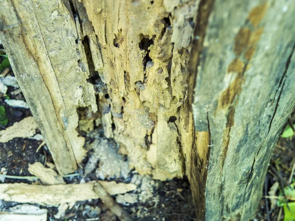 Detailní Záběr Otvor Kůrovci Suchý Strom — Stock fotografie