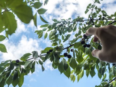 Güneş karşı ağaç üzerinde çilek için el ulaşır