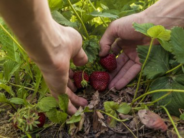 El yakından bahçede çilek toplamak