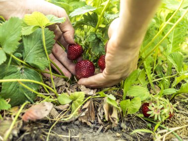 bahçede büyüyen çilek çilek toplama kişi kadar kapatın