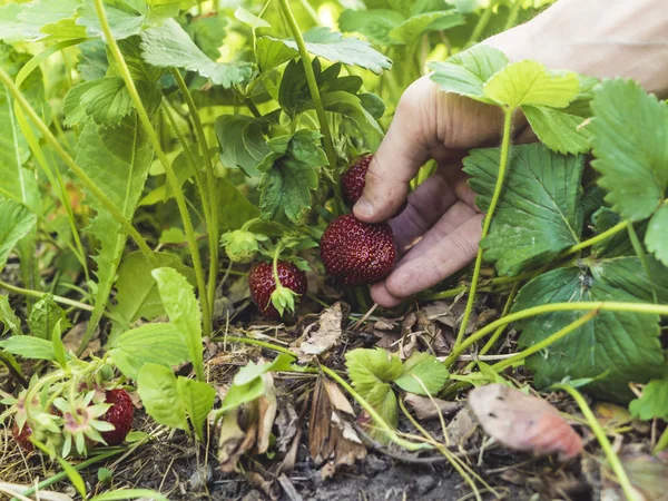 close up person gathering strawberry berries growing in garden