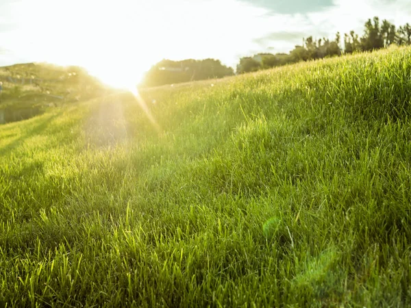 Traumhaft Grüne Sommerwiese Mit Rasenfläche Gegen Die Sonne — Stockfoto