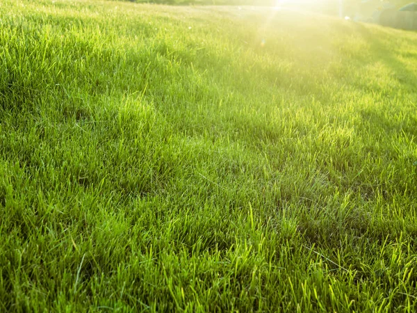 Traumhaft Grüne Sommerwiese Mit Rasenfläche Gegen Die Sonne — Stockfoto