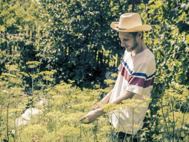 Genç adam herbalist toplama ve taze dereotu yarda yaz yazlık kesme yaz şapkalı